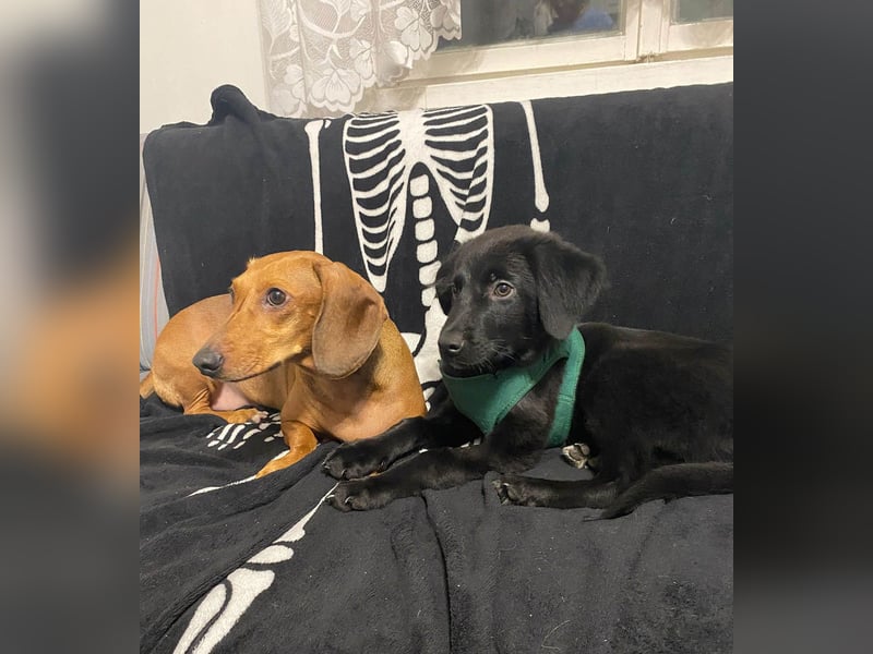 Aktiver Rollo sucht liebevolle und konsequente Menschen