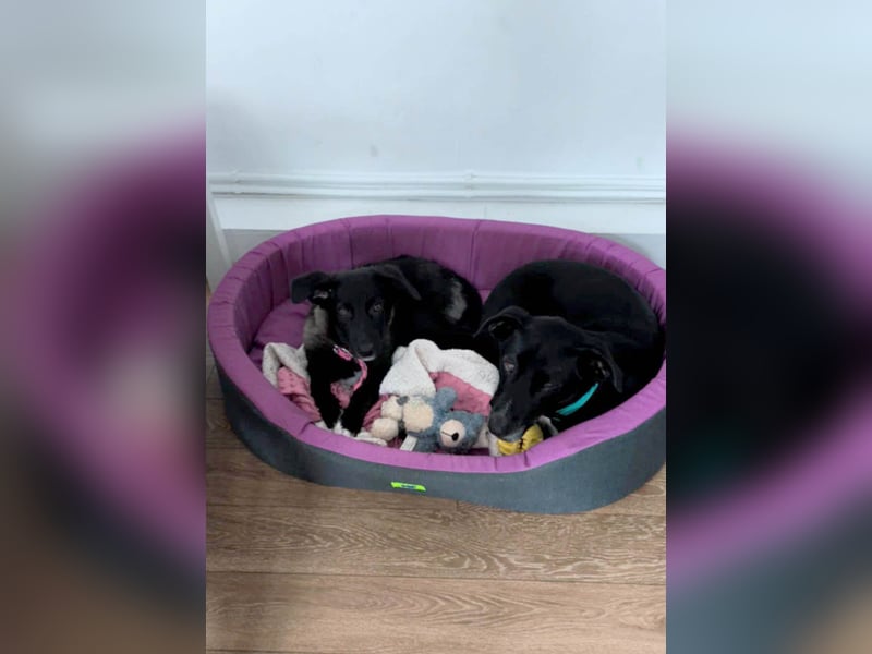 Süße Raya sucht Familie, die ihr Halt gibt