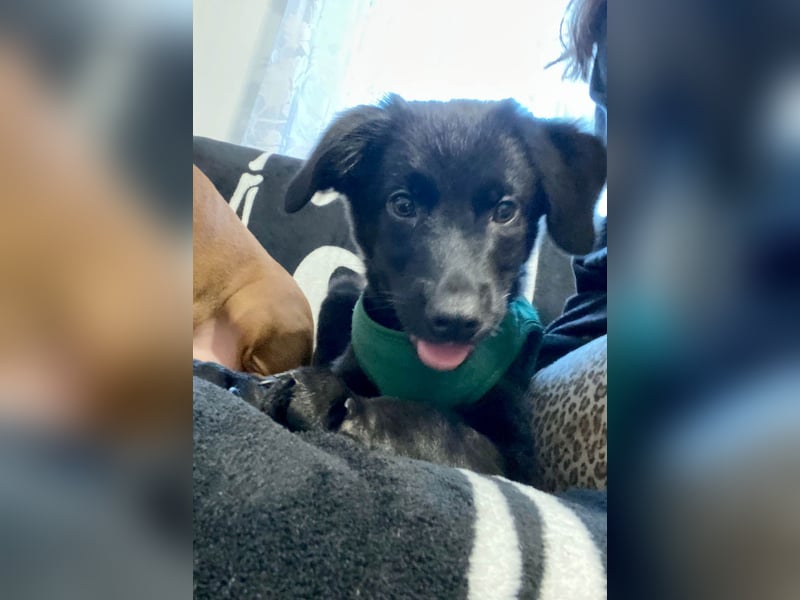 Aktiver Rollo sucht liebevolle und konsequente Menschen