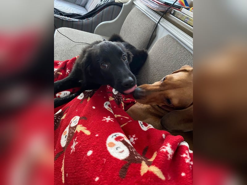 Aktiver Rollo sucht liebevolle und konsequente Menschen