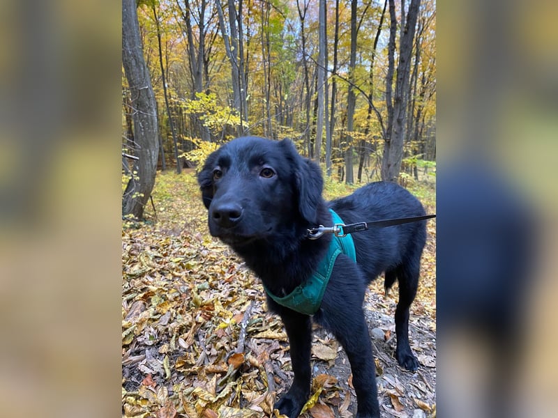 Aktiver Rollo sucht liebevolle und konsequente Menschen