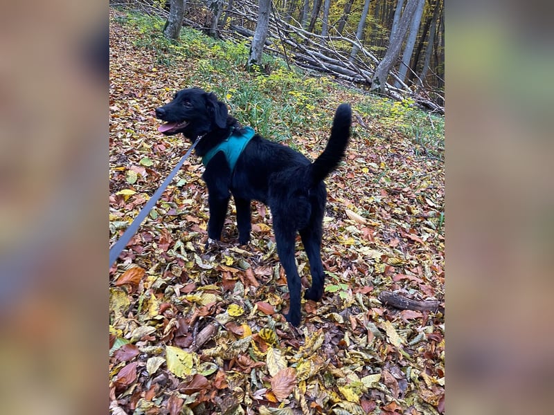 Aktiver Rollo sucht liebevolle und konsequente Menschen