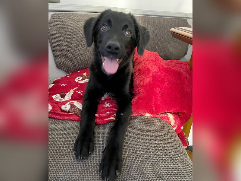 Aktiver Rollo sucht liebevolle und konsequente Menschen