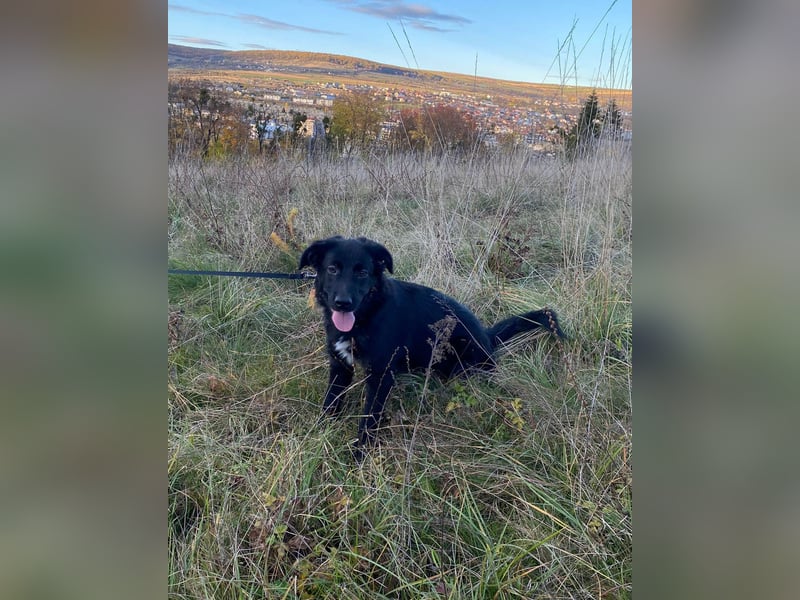 Aktiver Rollo sucht liebevolle und konsequente Menschen