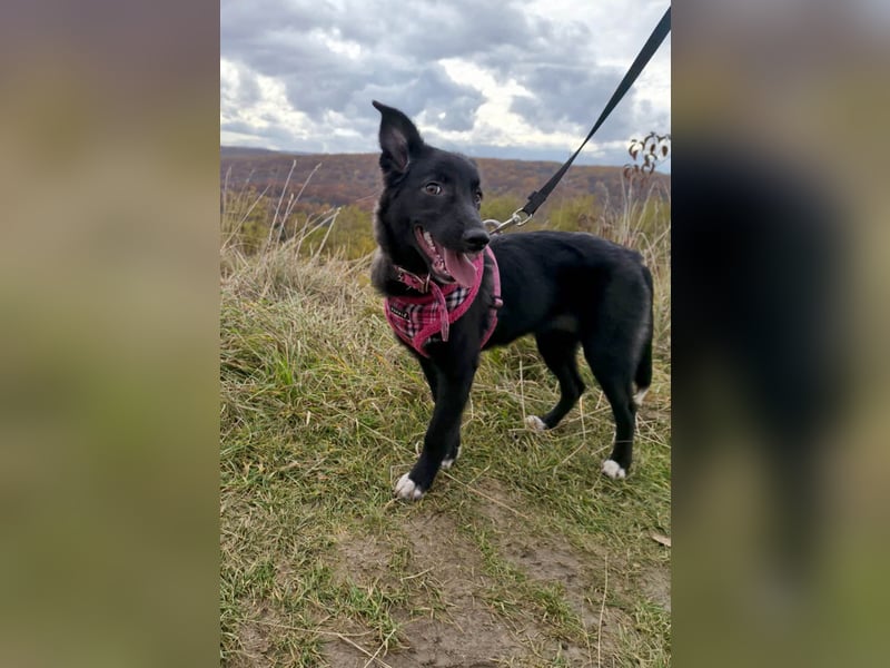 Süße Raya sucht Familie, die ihr Halt gibt