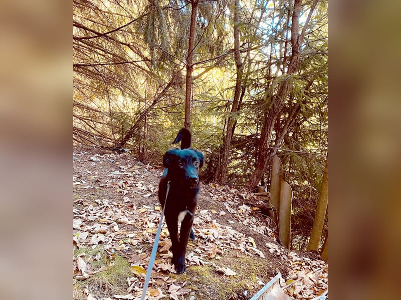 Aktiver Rollo sucht liebevolle und konsequente Menschen