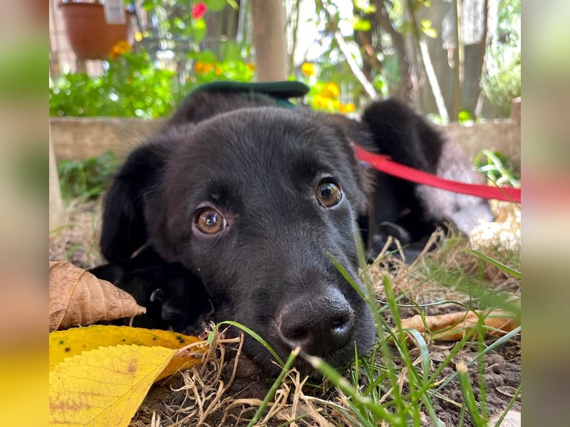 Aktiver Rollo sucht liebevolle und konsequente Menschen