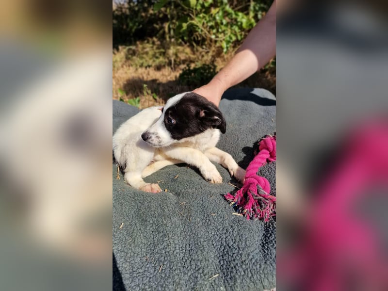 L.A. ❤ EILIG! sucht Zuhause oder Pflegestelle