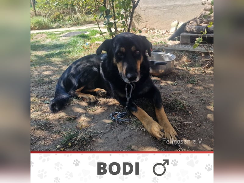BODI ❤️ sucht Zuhause o. Pflegestelle