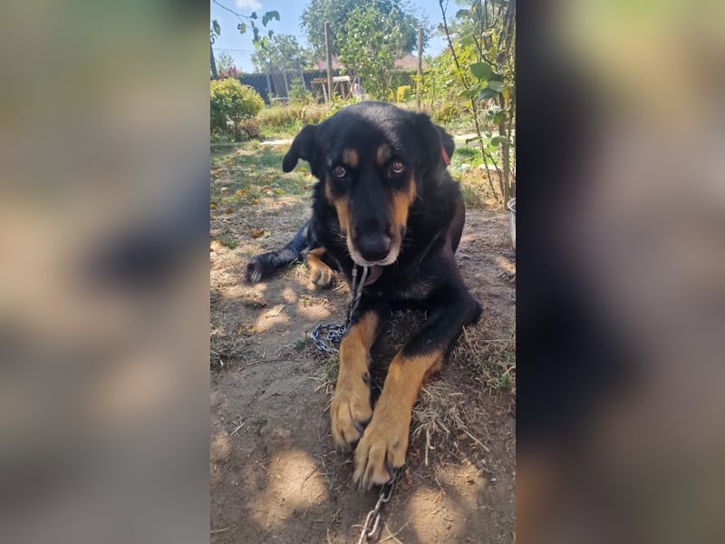 BODI ❤️ sucht Zuhause o. Pflegestelle