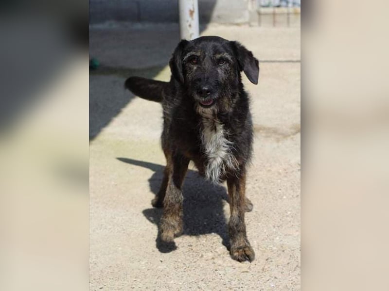 MAYA ❤ sucht Zuhause oder Pflegestelle