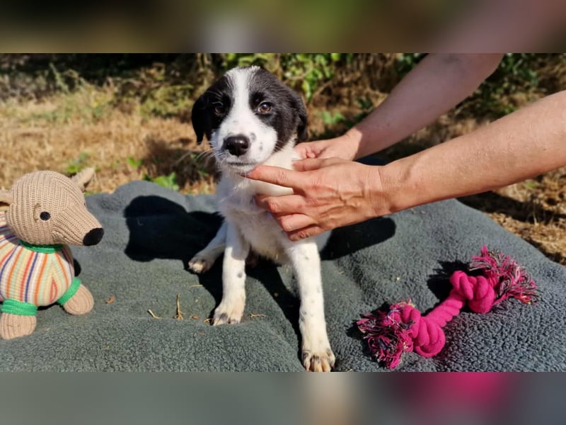 L.A. ❤ EILIG! sucht Zuhause oder Pflegestelle