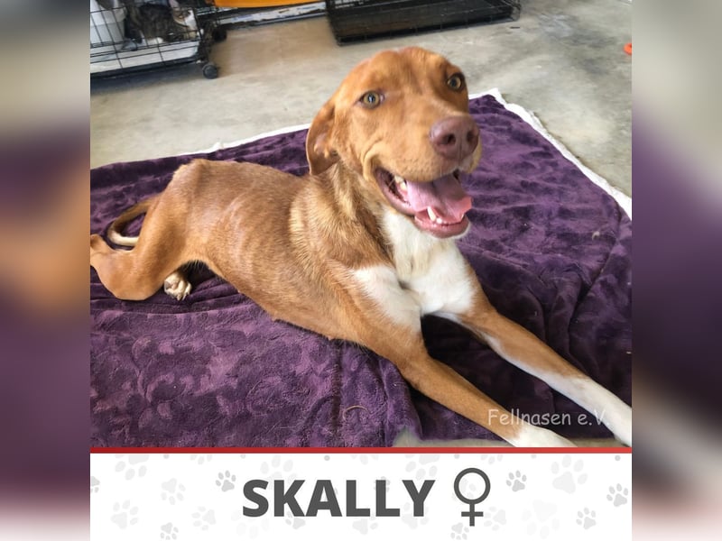 SKALLY ❤️ sucht Zuhause oder Pflegestelle