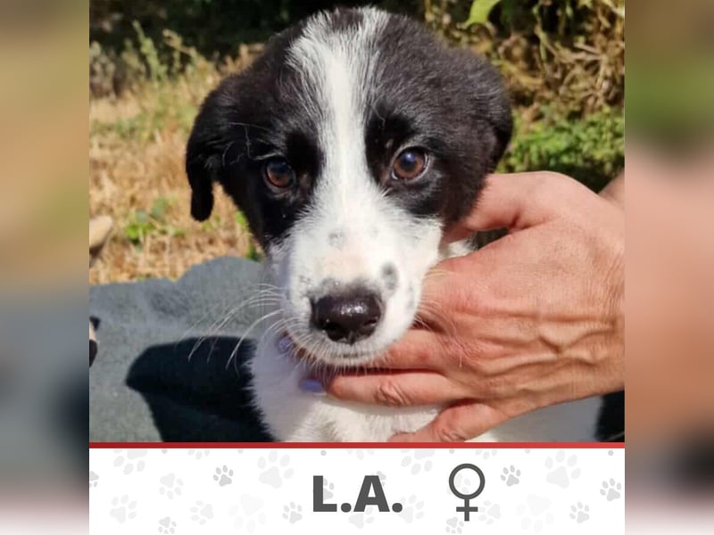 L.A. ❤ EILIG! sucht Zuhause oder Pflegestelle