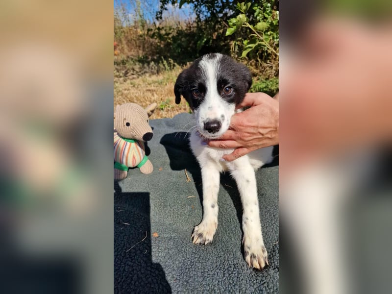 L.A. ❤ EILIG! sucht Zuhause oder Pflegestelle