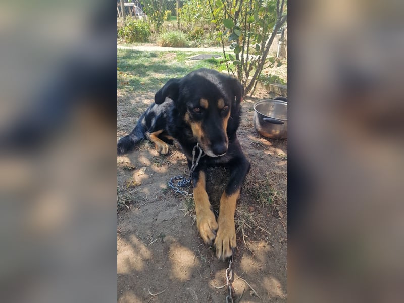 BODI ❤️ sucht Zuhause o. Pflegestelle