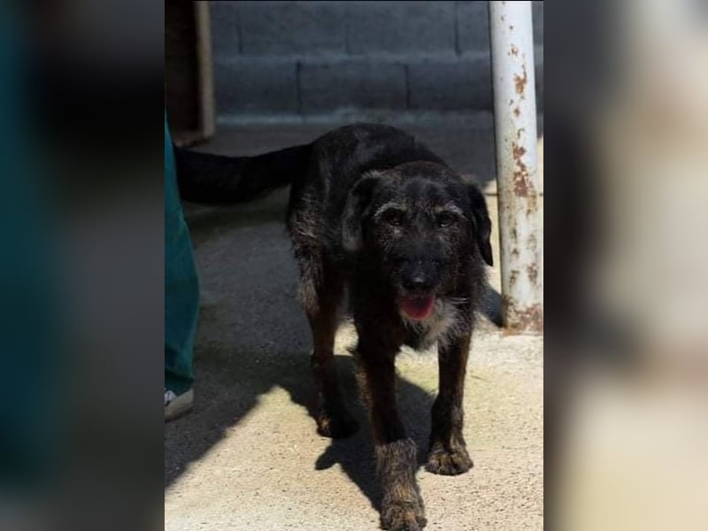 MAYA ❤ sucht Zuhause oder Pflegestelle