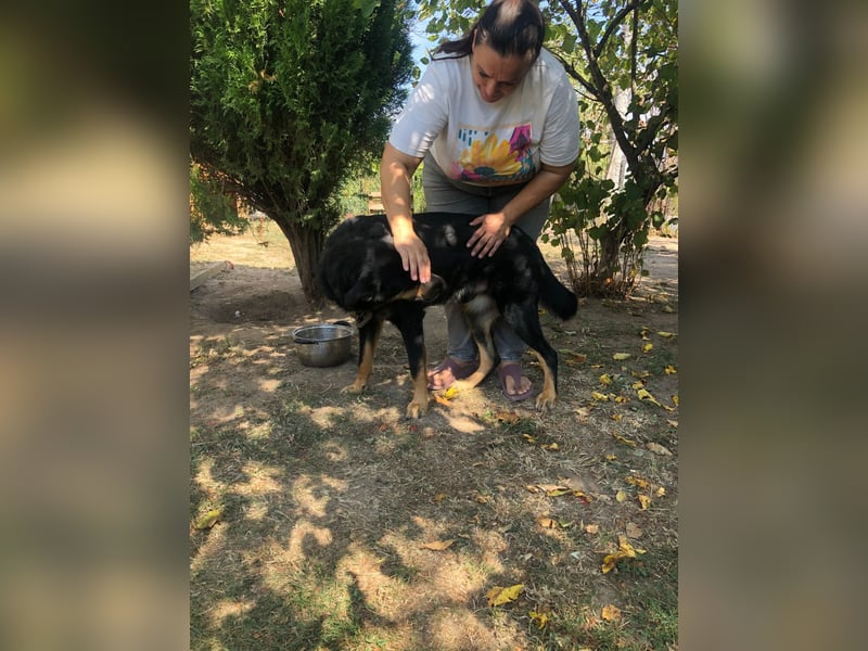 BODI ❤️ sucht Zuhause o. Pflegestelle