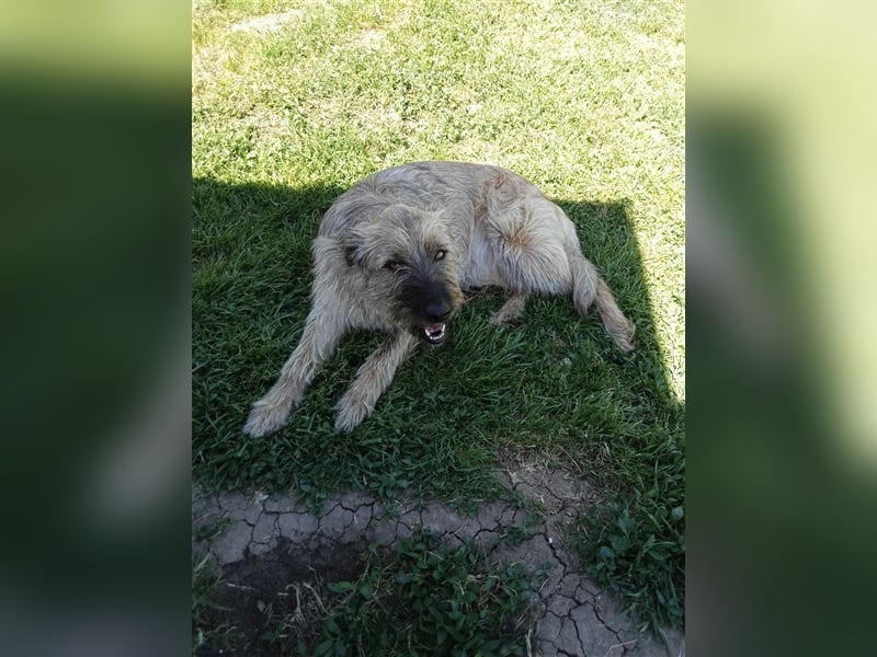 ZARA ❤  sucht Zuhause oder Pflegestelle