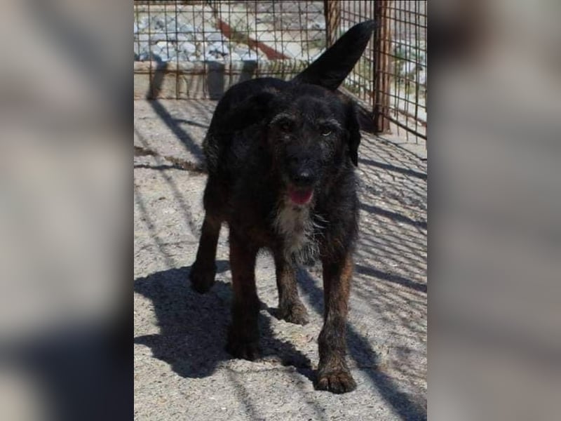 MAYA ❤ sucht Zuhause oder Pflegestelle
