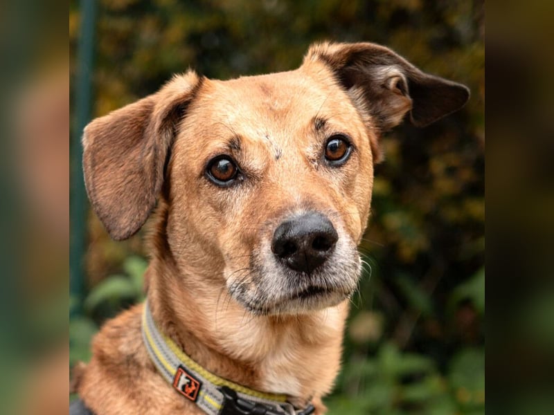 Osano - verschmuster, entspannter Gefährte - Tierhilfe Franken e.V.