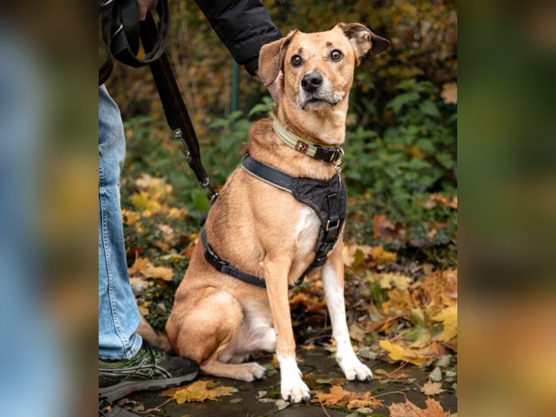 Osano - verschmuster, entspannter Gefährte - Tierhilfe Franken e.V.