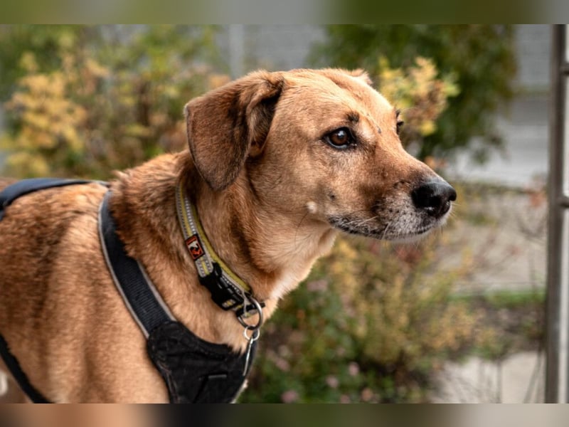 Osano - verschmuster, entspannter Gefährte - Tierhilfe Franken e.V.