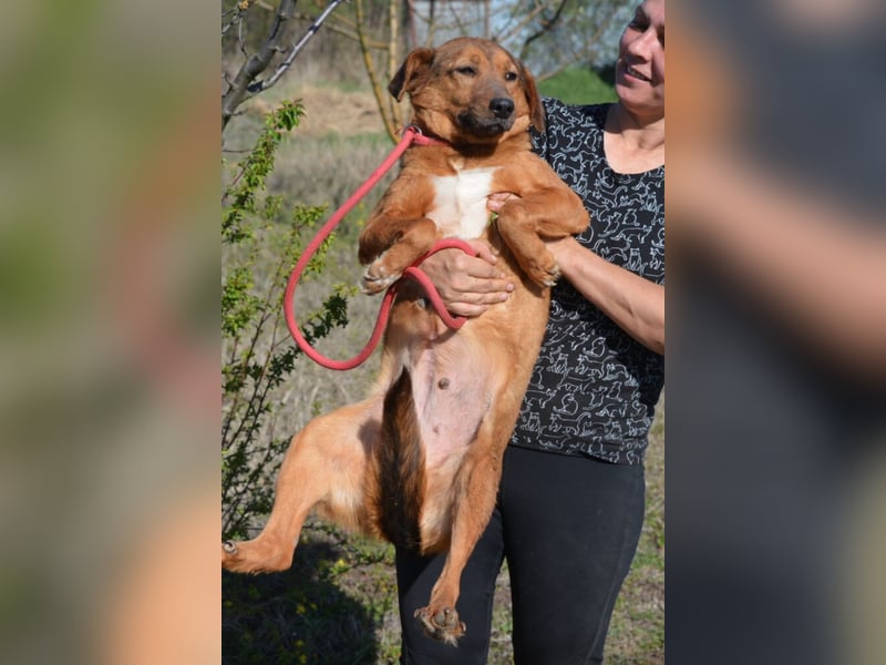 Sanfte und zurückhaltende Hündin „Katja“, ca. 2018 geboren, sucht ein ruhiges Zuhause,