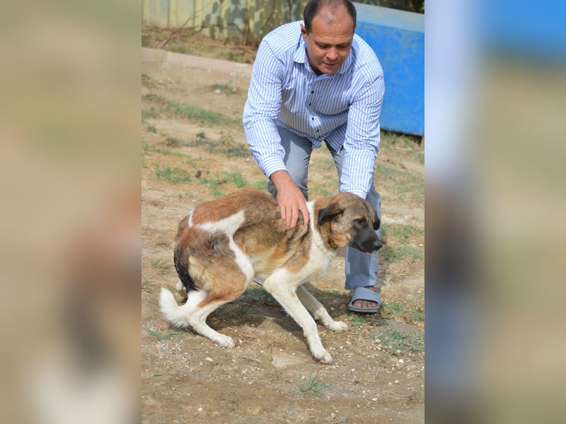 AKAY, ca.2021 geboren, sucht ein ruhiges Zuhause,