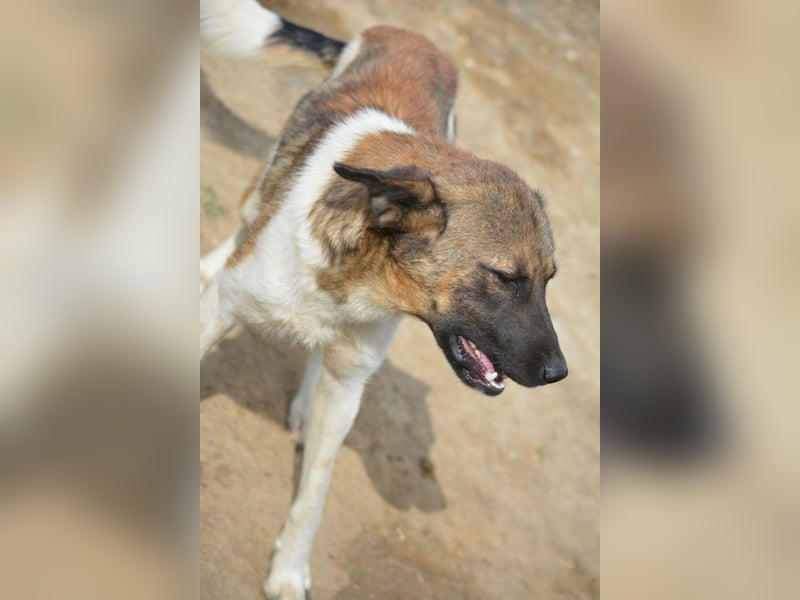 AKAY, ca.2021 geboren, sucht ein ruhiges Zuhause,