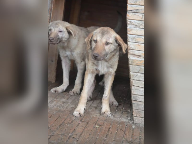 „Sandrine“, ca. 10.2024 geboren, sehr lieb