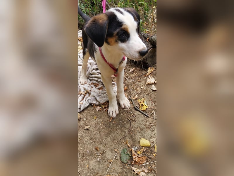 Bella, ca. Juli 2025 geboren, sucht warmes Körbchen