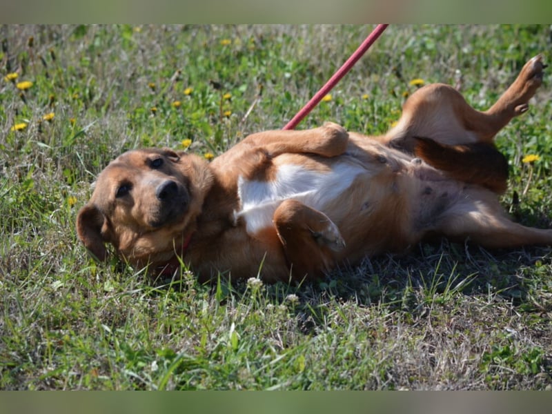 Sanfte und zurückhaltende Hündin „Katja“, ca. 2018 geboren, sucht ein ruhiges Zuhause,