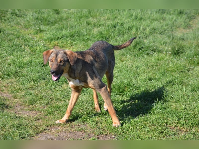 Gut verträglicher Mischlingsrüde „Wolfi“, ca. 2023 geboren, verspielt, aktiv, neuierig.