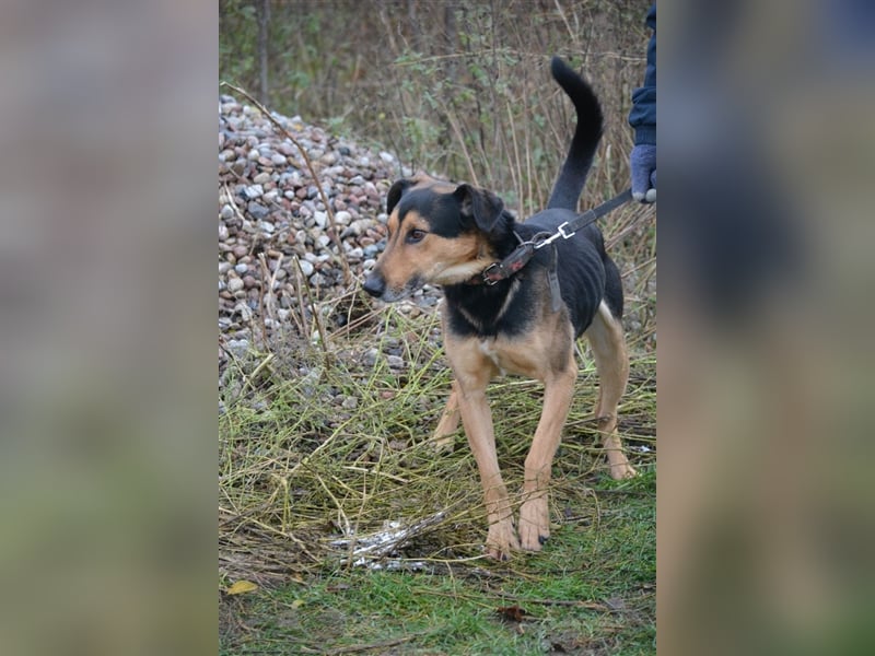 Lebensfroher Rüde „Tobi (II)“, 2018 geboren