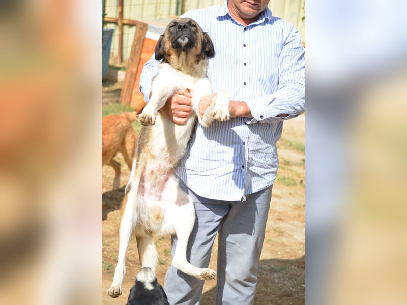 AKAY, ca.2021 geboren, sucht ein ruhiges Zuhause,