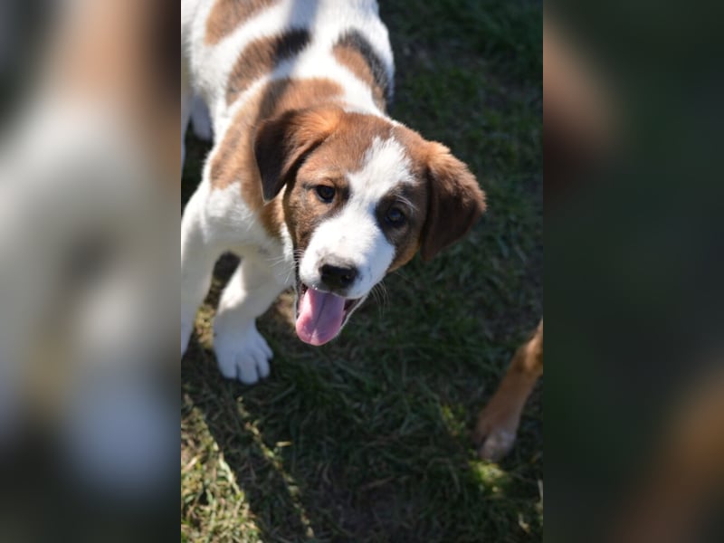 Lieber Junghundrüde „Mirko“, ca. 02.2025 geboren, sucht Familienanschluss