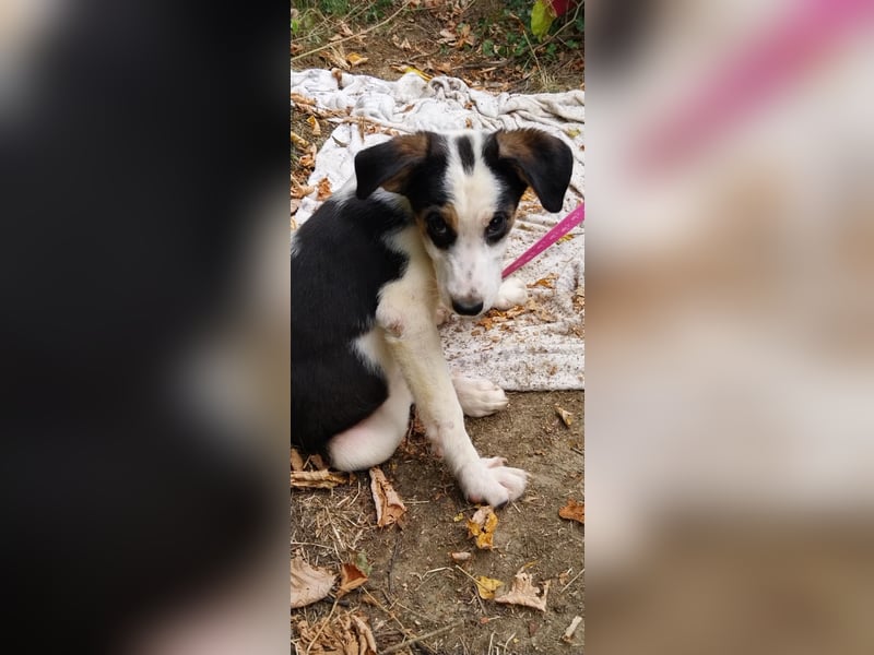 Bella, ca. Juli 2025 geboren, sucht warmes Körbchen