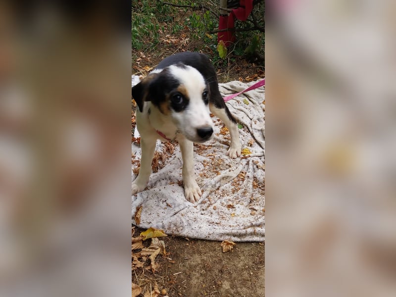 Bella, ca. Juli 2025 geboren, sucht warmes Körbchen