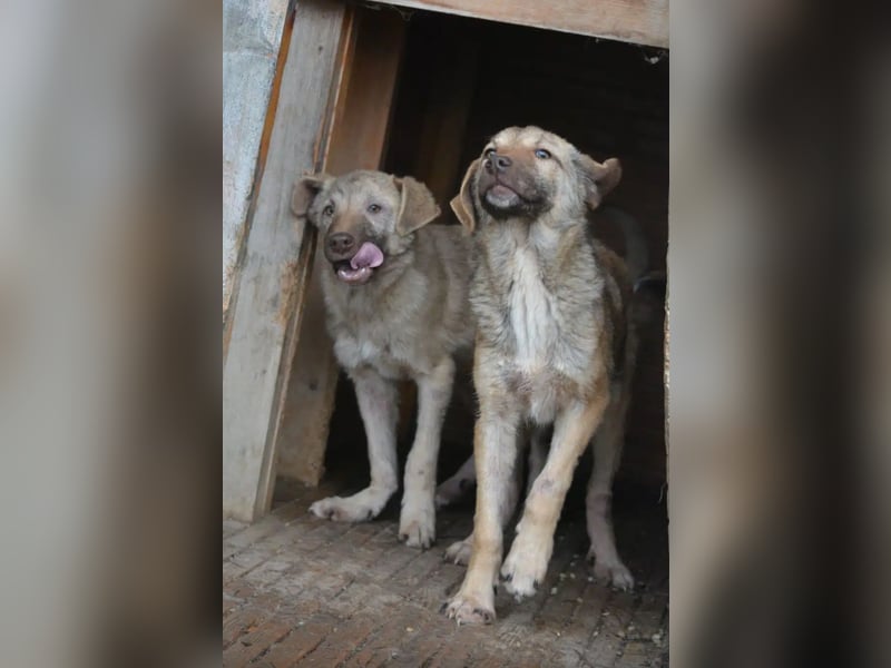 „Sandrine“, ca. 10.2024 geboren, sehr lieb