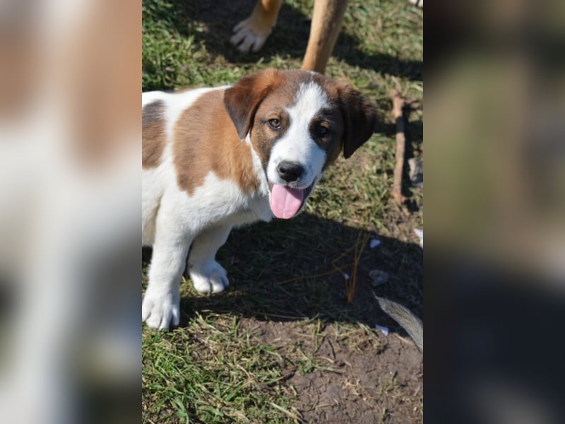 Lieber Junghundrüde „Mirko“, ca. 02.2025 geboren, sucht Familienanschluss