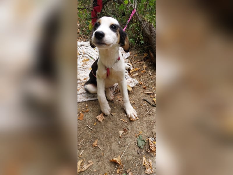 Bella, ca. Juli 2025 geboren, sucht warmes Körbchen