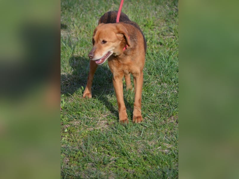 Sehr liebe, ruhige und sanfte Hündin „Finja“, ca. 2021/2022 geboren. Seit 3 Jahren im Shelter.