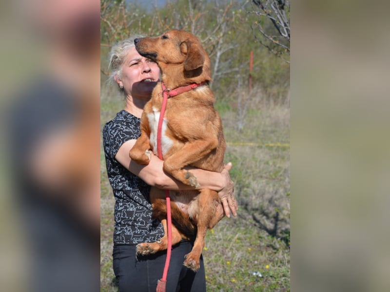 Sanfte und zurückhaltende Hündin „Katja“, ca. 2018 geboren, sucht ein ruhiges Zuhause,