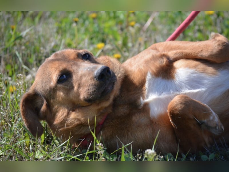 Sanfte und zurückhaltende Hündin „Katja“, ca. 2018 geboren, sucht ein ruhiges Zuhause,