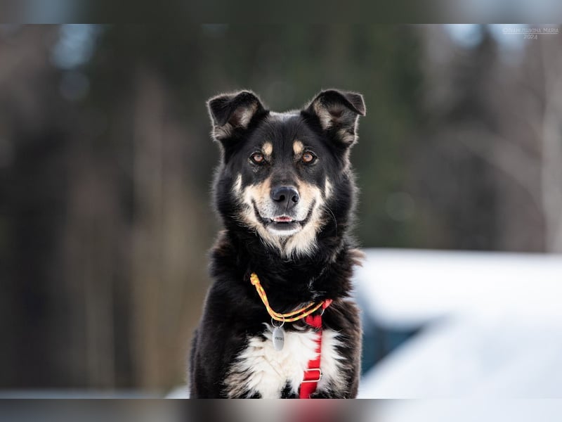 Familienhund Sirena sucht ihr Zuhause