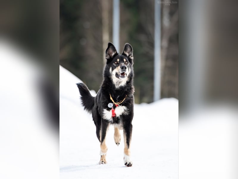 Familienhund Sirena sucht ihr Zuhause