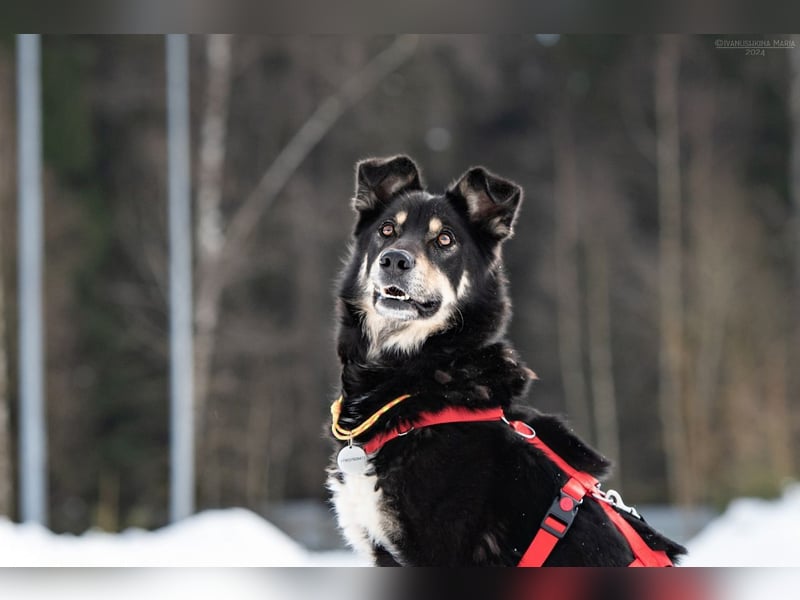 Familienhund Sirena sucht ihr Zuhause