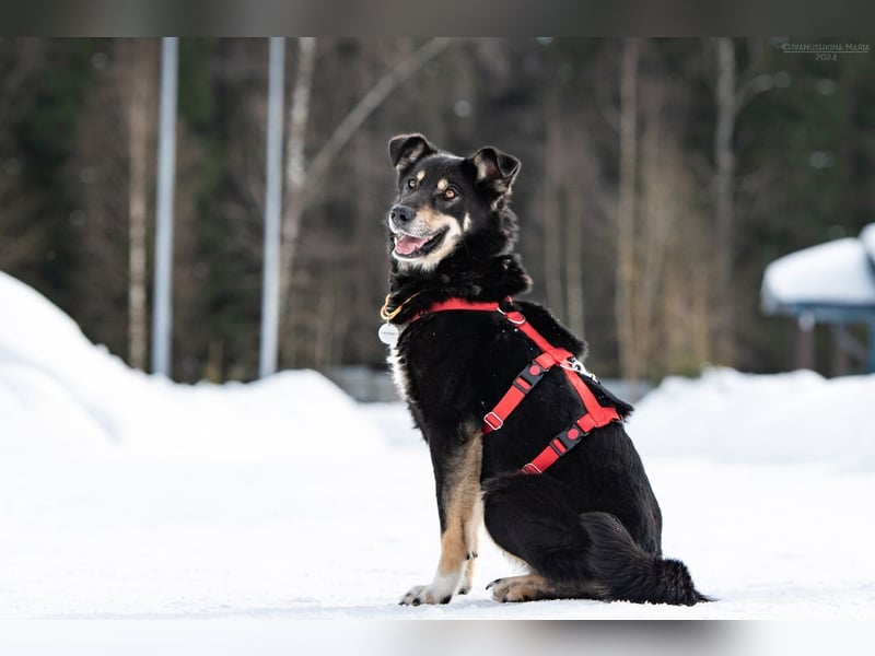 Familienhund Sirena sucht ihr Zuhause