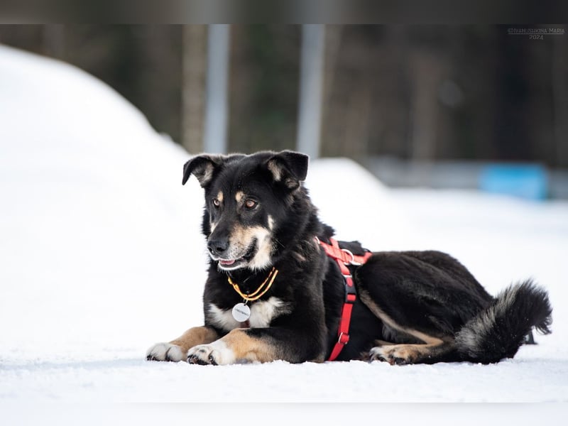 Familienhund Sirena sucht ihr Zuhause
